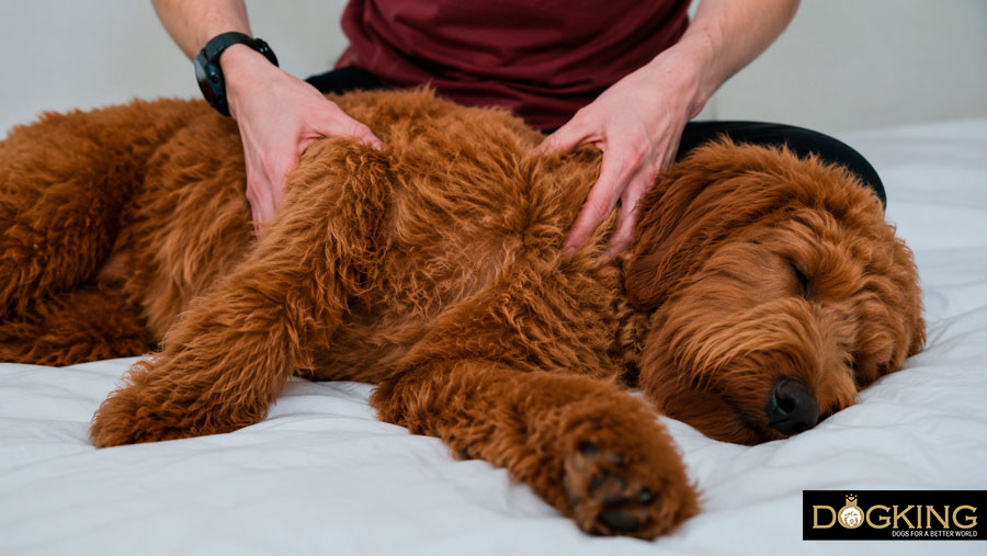 Vorteile der Hundemassage