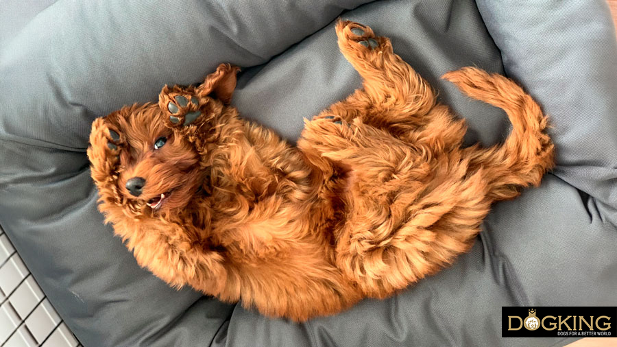 Vorteile der Hundemassage