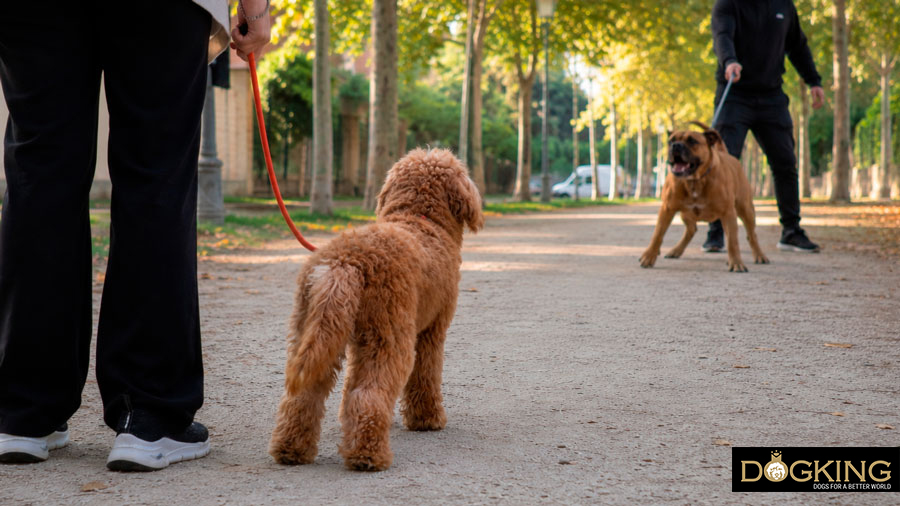 por qué se atacan los perros