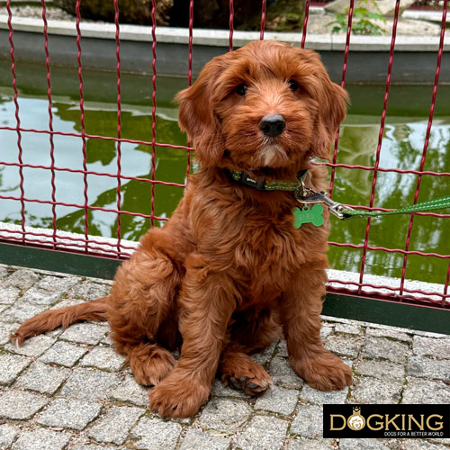 the puppy socialisation stage the puppy socialisation stage
