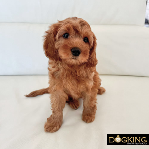 symptoms of sensory deprivation syndrome in dogs symptoms of sensory deprivation syndrome in dogs