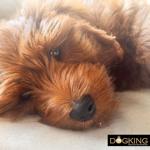 can sensory avoidance syndrome in dogs be cured can sensory avoidance syndrome in dogs be cured