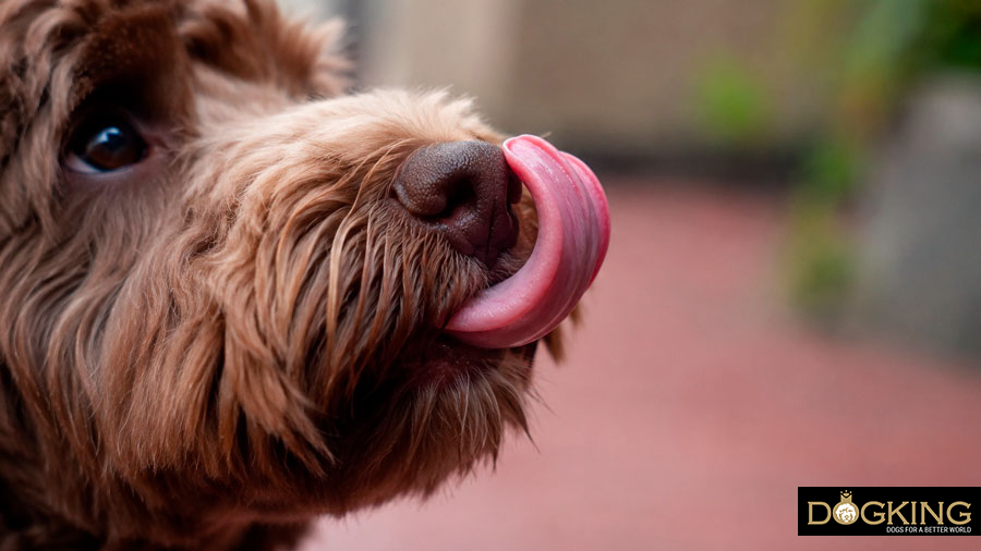 Ist es schlimm, wenn mein Hund die Luft leckt? Ist es schlimm, wenn mein Hund die Luft leckt?