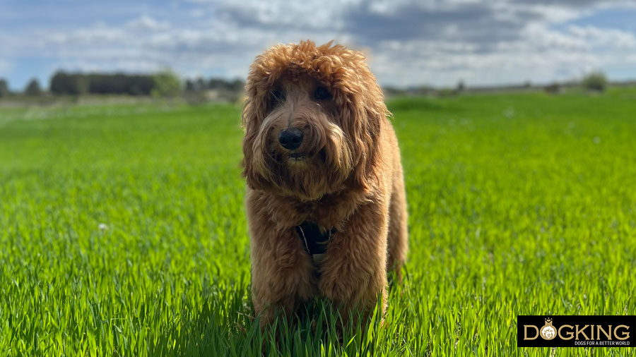 ¿cómo saber si mi perro es superdotado?
