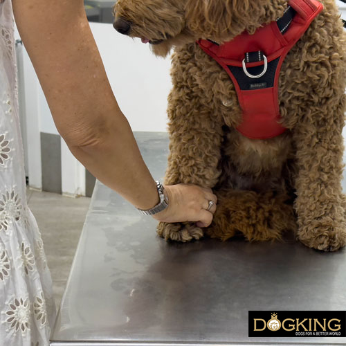 llévalo al veterinario