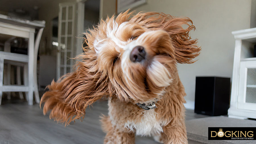 symptoms of mange in dogs