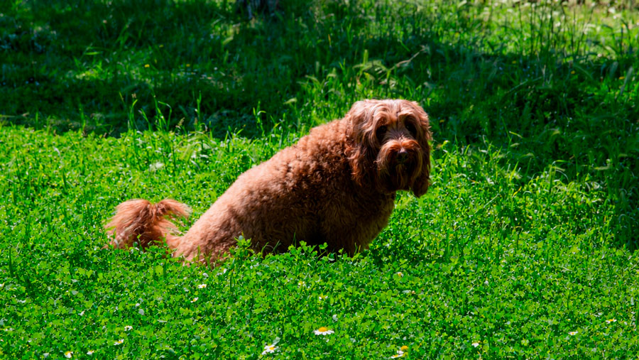 pourquoi mon chien me regarde-t-il quand il fait ses besoins