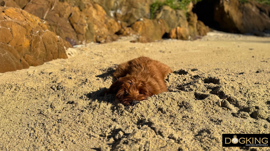 ¿los perros tienen calor? ¿los perros tienen calor?