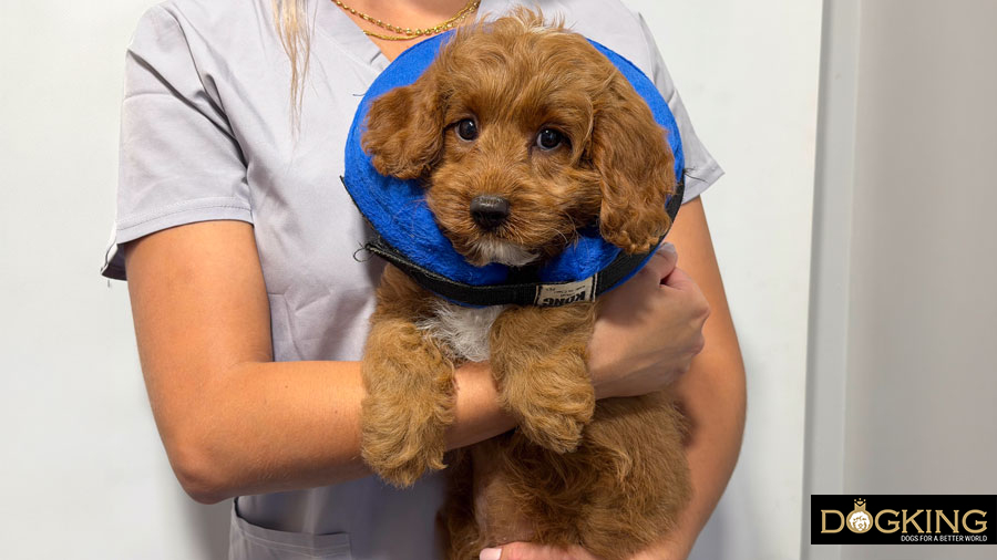 collarin per a gossos