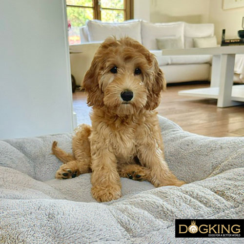 Train your dog Train your dog