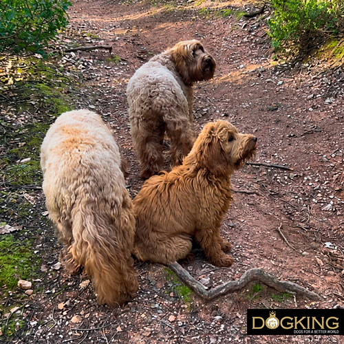 Train your dog Train your dog