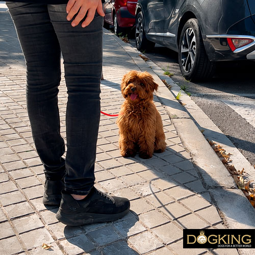 Train your dog Train your dog