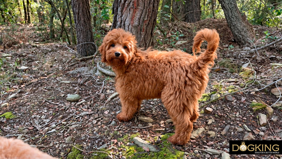 Train your dog