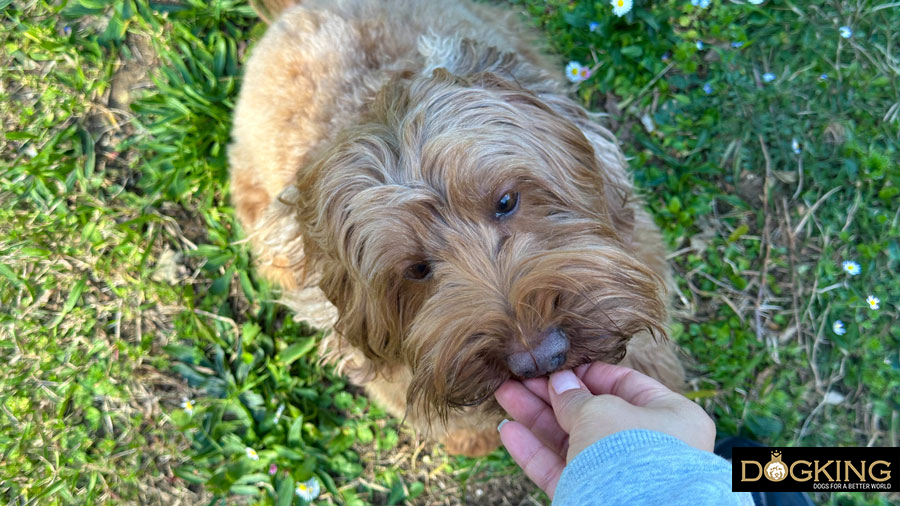 Ideal canine nutrition