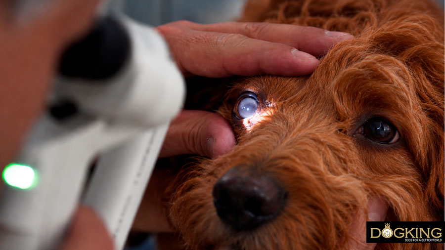 Das Sehvermögen von Hunden Das Sehvermögen von Hunden