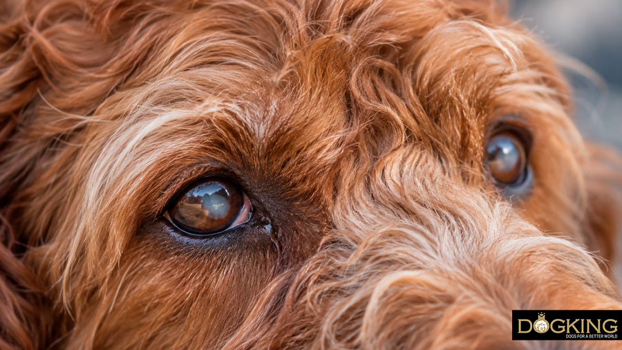 Das Sehvermögen von Hunden