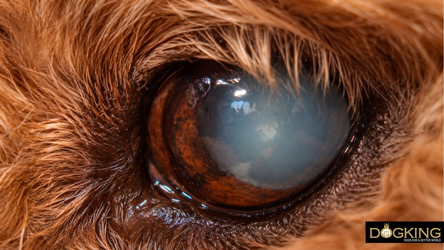 Das Sehvermögen von Hunden