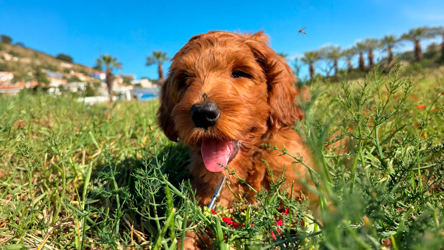 Perros libres de insectos