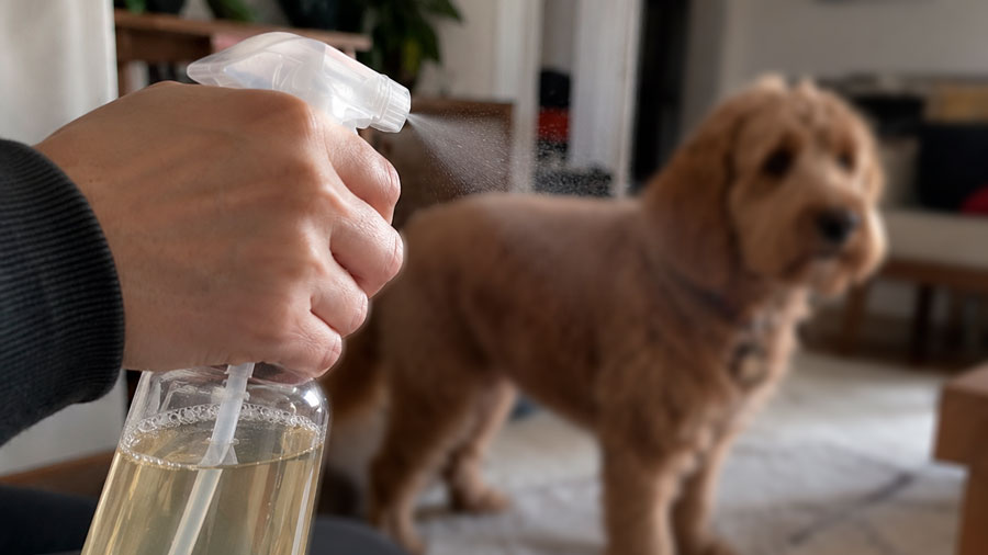 Perros libres de insectos