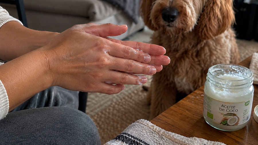 Perros libres de insectos