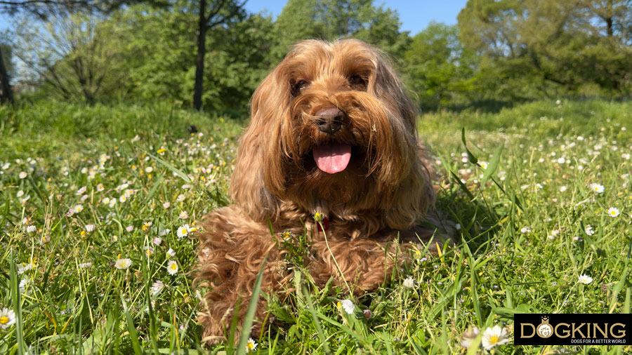 Aromatherapy for dogs