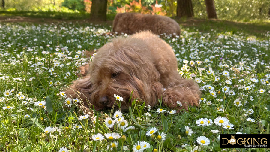 Aromatherapy for dogs