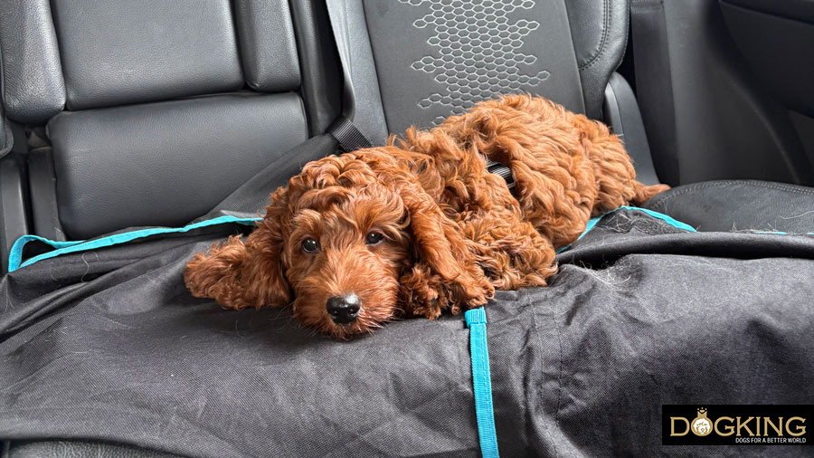 Aromatherapy for dogs