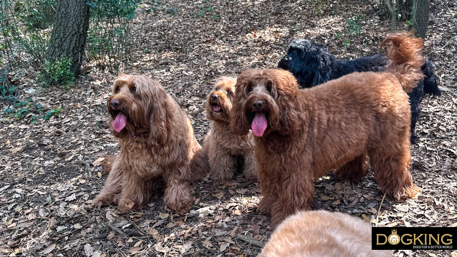 Fitoterapia para perros
