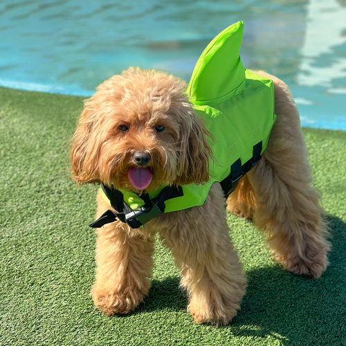 Piscinas para perros: qué debes tener en cuenta