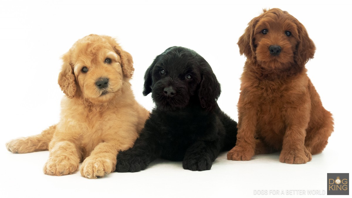 Chiots de Australian Cobberdog