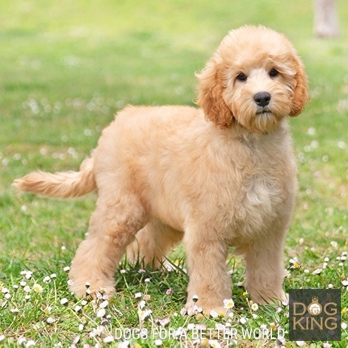 Australian Cobberdog puppies