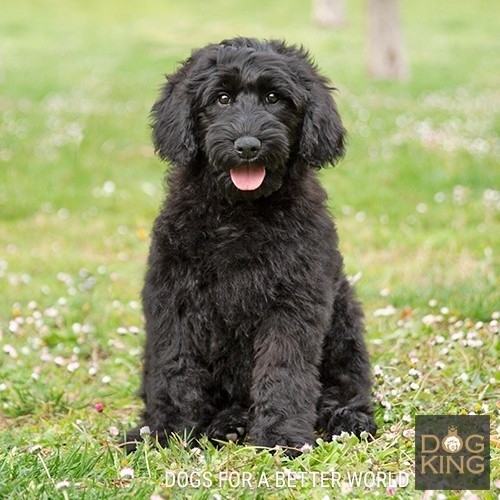 Australian Cobberdog puppies