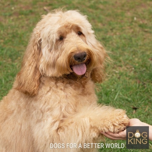 Chiots de Australian Cobberdog