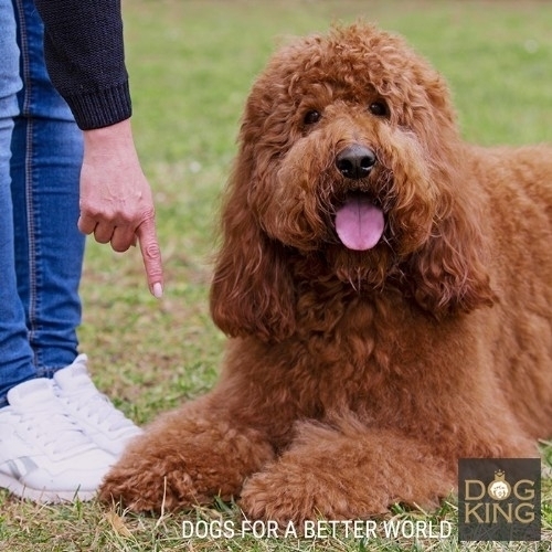 Cadells de Australian Cobberdog