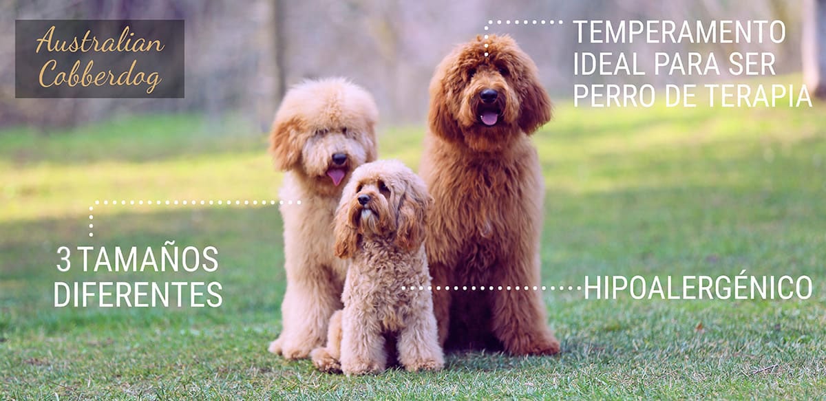 infografía Australian Cobberdog Labradoodle