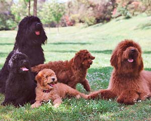 Hunde im Park, Welpen und Eltern