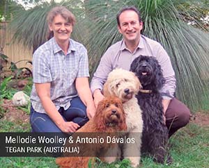 Tegan Park Australian Cobberdog