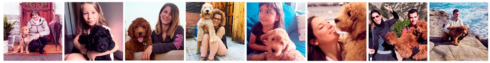 Australian Cobberdog photos en mosaïque horizontale chiens et propriétaires