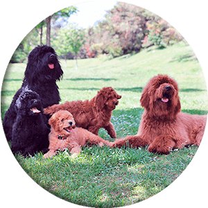 dogs in the park round image