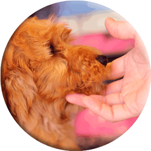 image ronde de chien caressant la main