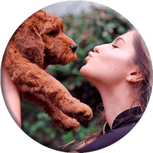 https://www.cobberdogking.com/imagenes/about-australian-cobberdog/5-labradoodle-hypoallergenic-allergy-dogs_1.png