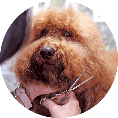 Imagem redonda de cara de cachorro com tesoura para cuidar de cães