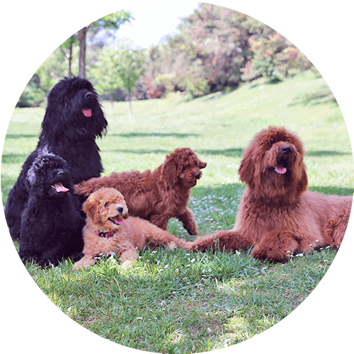 cani e cuccioli nell'immagine rotonda del parco