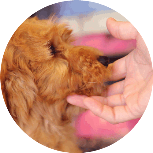 Main caressant la tête d'un chiot chien image ronde