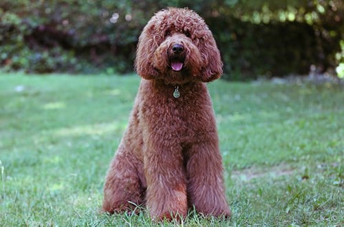 собака сидит красно-коричневого цвета в парке на природе