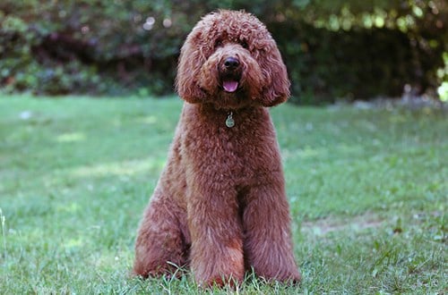 Chien assis de couleur brun rouge dans le parc dans la nature