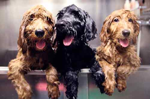 cachorros bañandose en una bañera