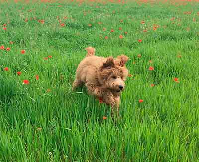 perro saltando en un campo de amapolas