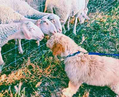 dog with sheep