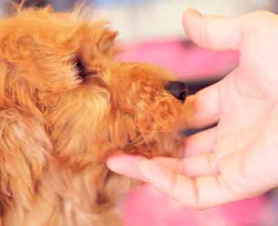 hand stroking puppy